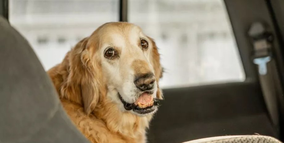 Пара проехала 7 км ради собаки, золотистый ретривер, старая собака, собака, соцсети, вирусное видео, привезли собаку домой