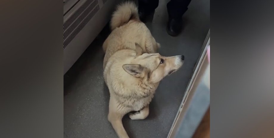 собака Из поезда Укрзализныци высадили собаку за 35 км от дома