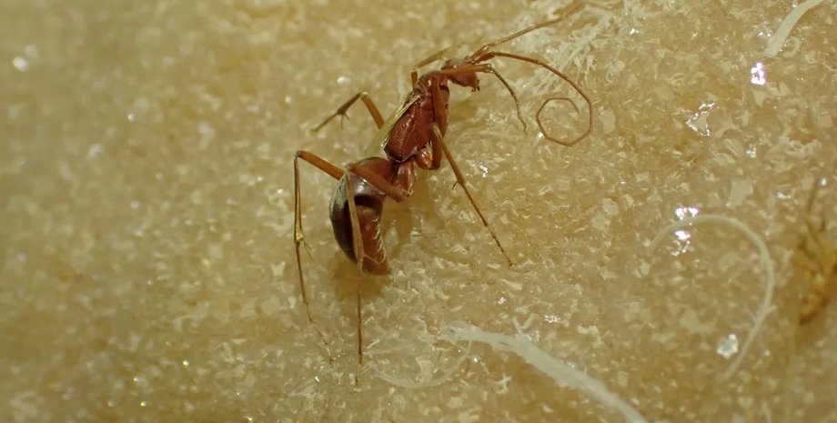 В пещере найдена мумия безглазая оса