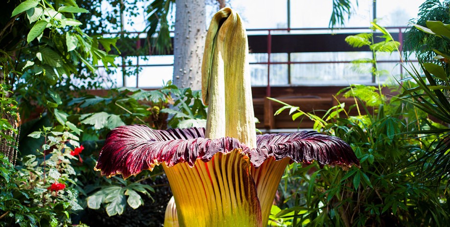 Аморфофаллус титанический, цветок, Amorphophallus titanum, трупный цветок, "король всех цветов"