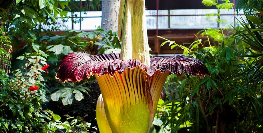 Аморфофаллус титанический, цветок, Amorphophallus titanum, трупный цветок, "король всех цветов"