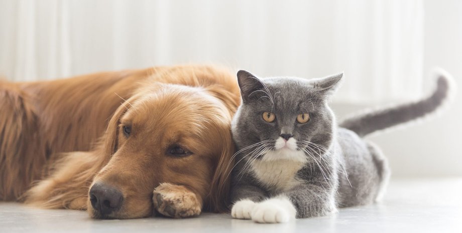 кішка, собака, кімната, знімок