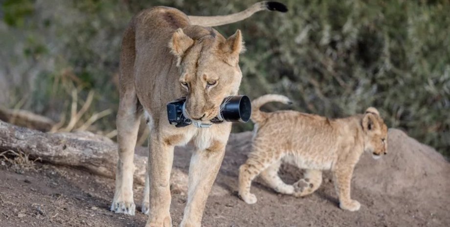 Фото: Barbara Jensen Vorster, petapixel.com