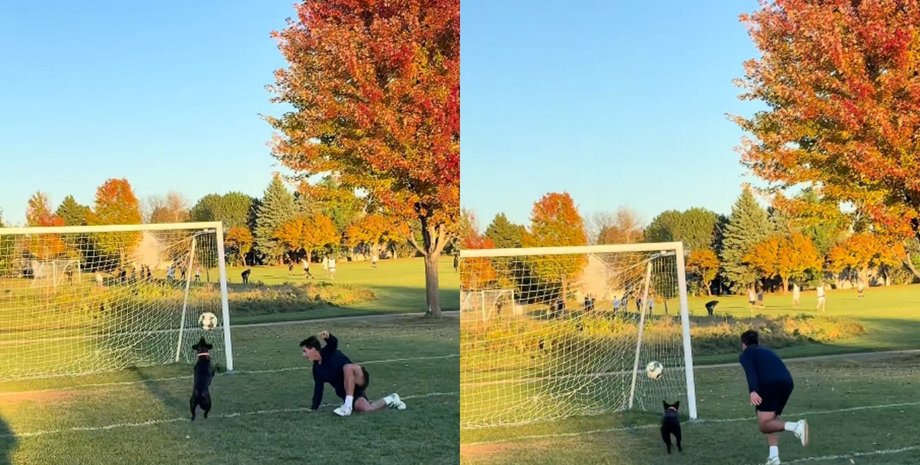 Хозяева взяли собаку на футбольное поле и не поверили ее скрытому таланту