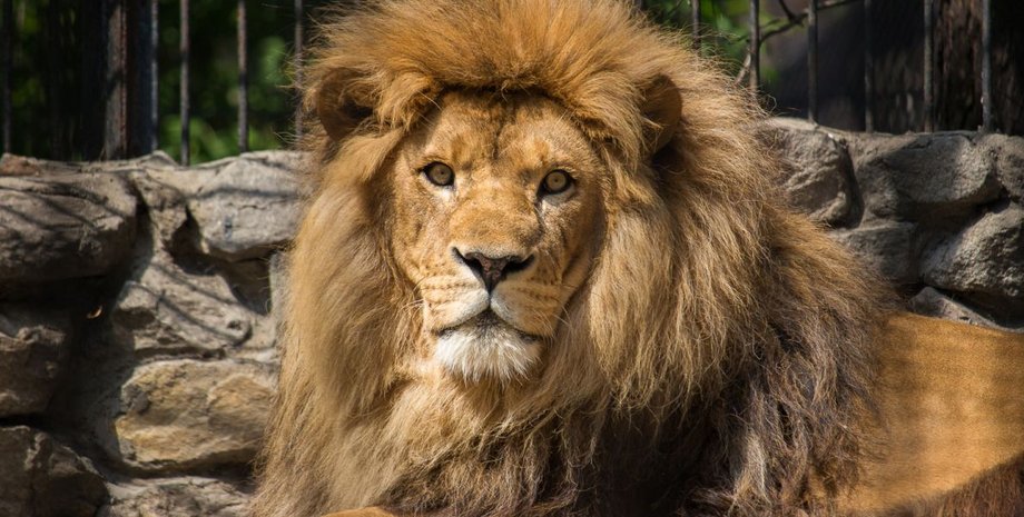 Иллюстративное фото: Pikabu