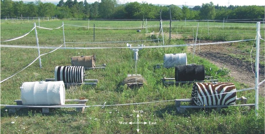 Фото: Scientific Reports 2018