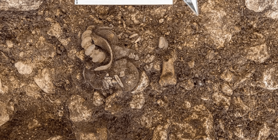 археология, археологи, исследования, захоронение, раскопки, железный век, история, древние люди, артефакты, бронзовый век, Австрия, могила, яма, находка, фибула, браслет, пояс, меч