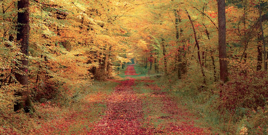 Фото: Getty Images