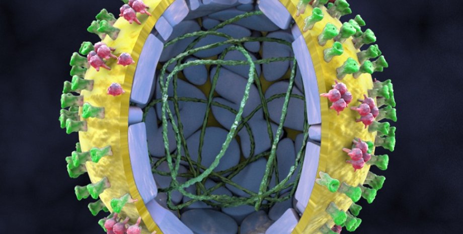 Вирус свиного гриппа / Фото: scientificanimations.com