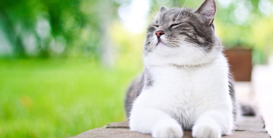 кошки, херсон, животные, экосистема