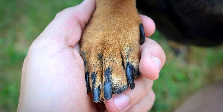 лапа собаки Охранник супермаркета до смерти забил собаку