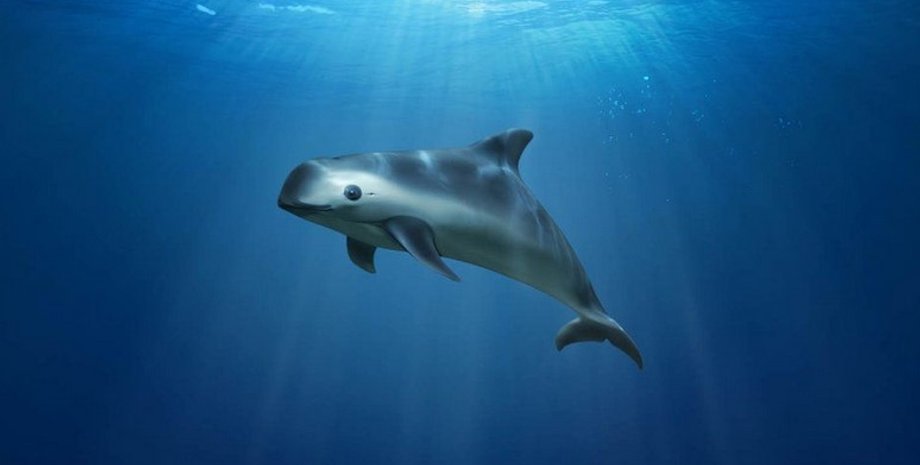 Морская свинья, вакита