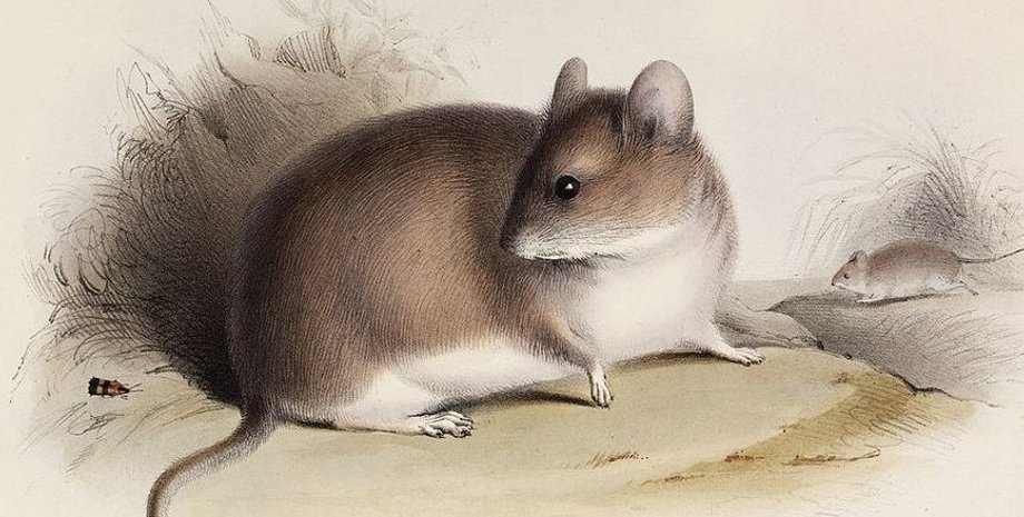 мыши, листоухая мышь