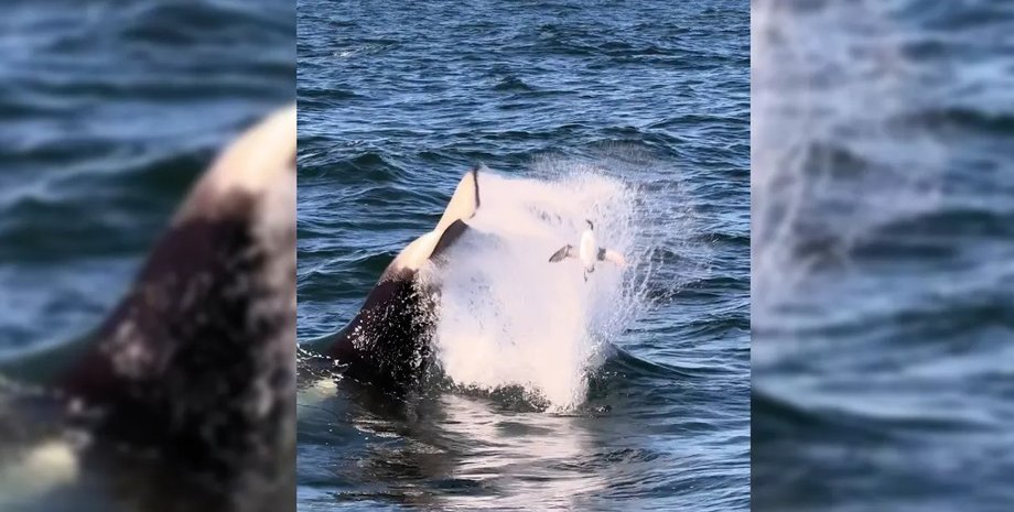 косатка, полювання косатки, косатка полювання