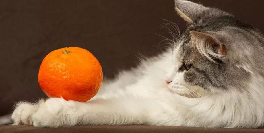 Апельсин, коты, цитрусовые, почему коты не любят мандаринов и апельсинов, интересные факты, животные