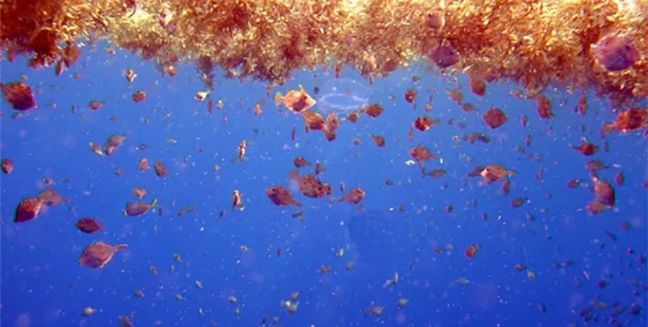 цветение саргассума