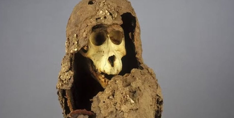 бабуины бабуины