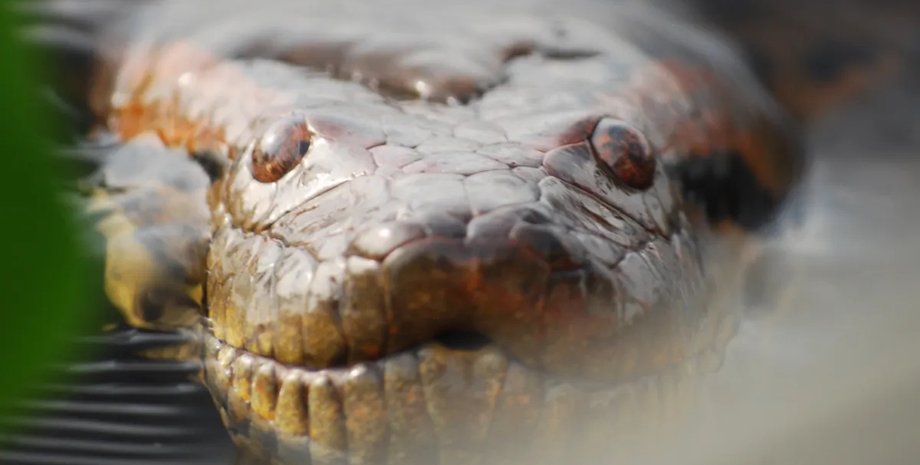 анаконди велика анаконда