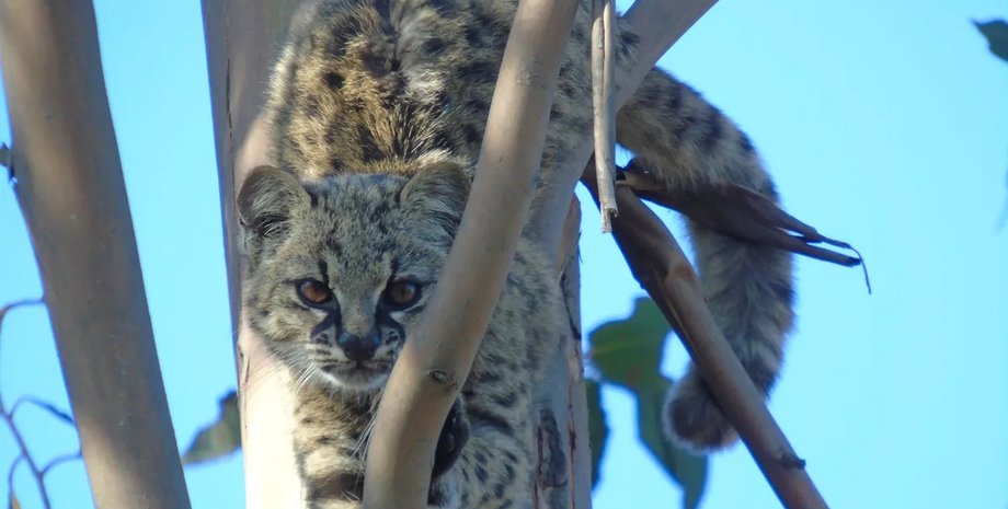 маленька кішка кодкод