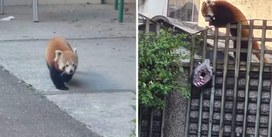 червона панда