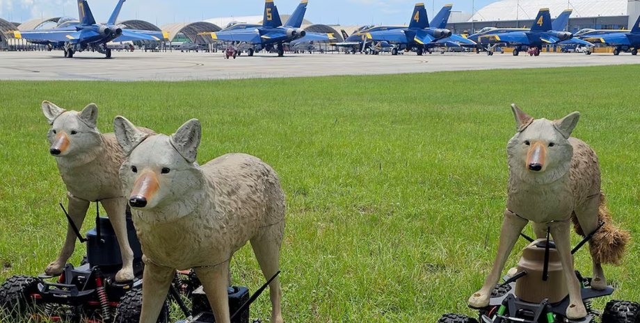 Роботи Coyote Rovers на авіабазі Пенсакола у Флориді, США