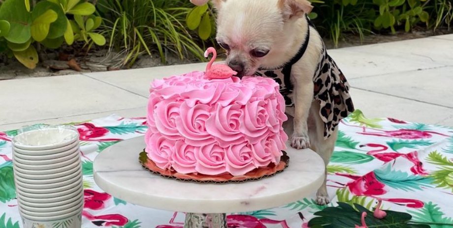 новости италии, ресторан для собак, в риме открылся ресторан для собак, Fiuto