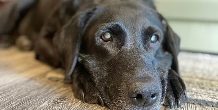 Сліпий собака знайшов господаря, дрон відшукав собаку, безпілотник відшукав собаку, безпілотником шукають тварин, зниклі тварини,