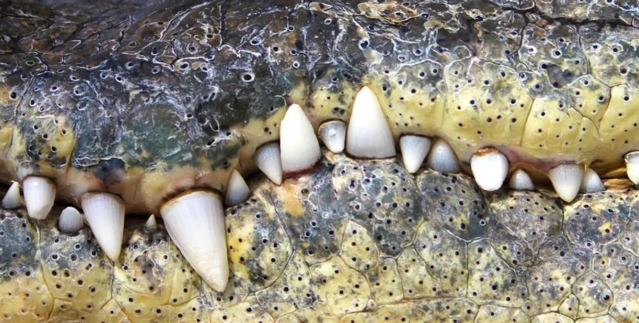 зуби, зуби алігатора, алігатор зуби