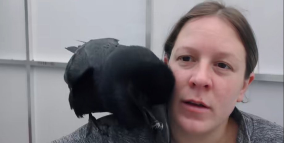 Женщина со своим ручным вороном Фейблом во время съемки видео Черный ворон сидит на плече хозяйки и наклоняется к ее лицу во время записи ролика