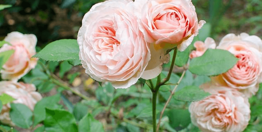 Английские розы под угрозой исчезновения