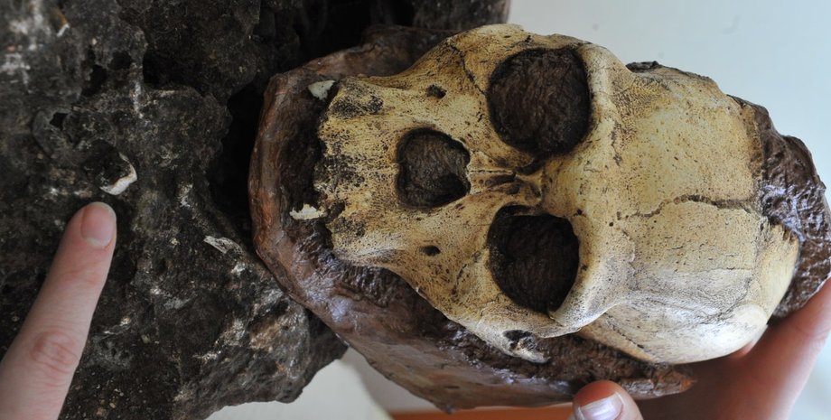 череп, ардипитек, Арди