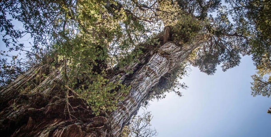 дерево Фіцроя, найстаріше дерево