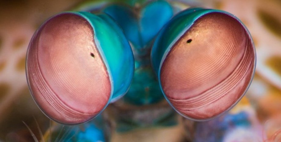 креветка-богомол, креветка глаза