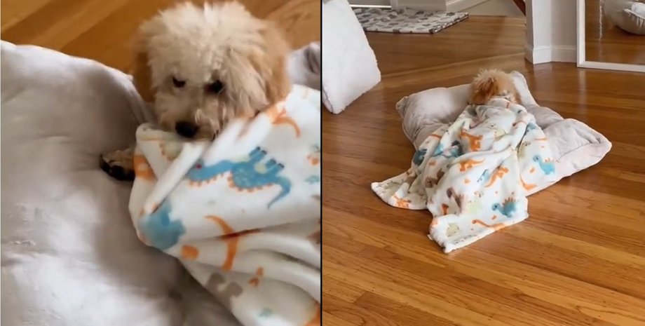 Маленький щенок мальтипу по кличке Муши заворачивается в одеяло и засыпает на подушке в доме хозяев в Калифорнии