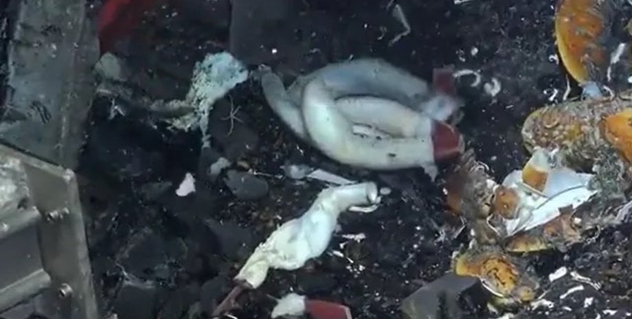 трубчатые черви, океан черви, океан трубчатые черви