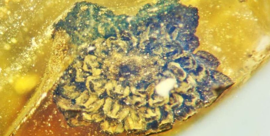 цветок, меловой период, гербарий