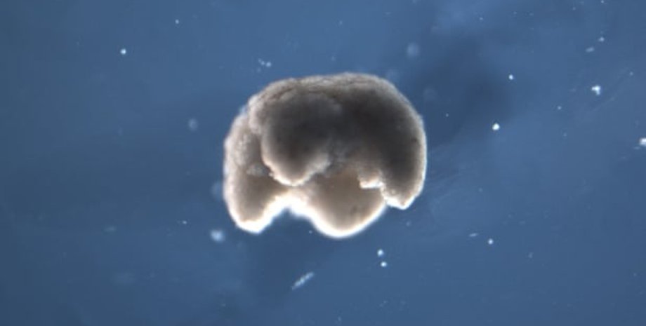 Фото:  Douglas Blackiston