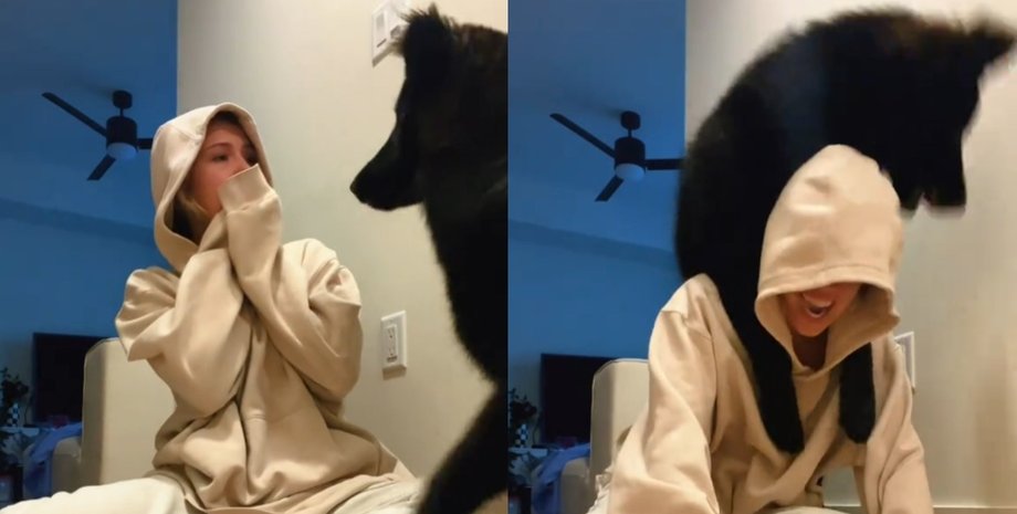 Величезне 9-місячне цуценя підіймається на господиню і шокує глядачів TikTok Велике 9-місячне чорне цуценя стрибає на господиню і забирається їй на плечі, поки вона сміється