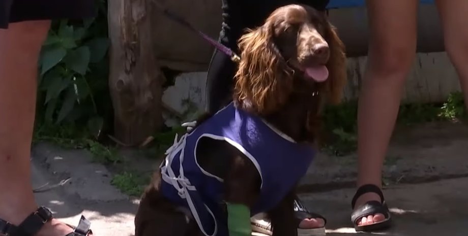 Суммы, Михаил Черновол, Анна Черновол