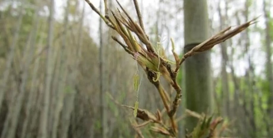 Этот вид бамбука цветет лишь раз в 120 лет бамбук, цветение бамбука