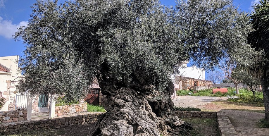 оливковое дерево, дерево олива