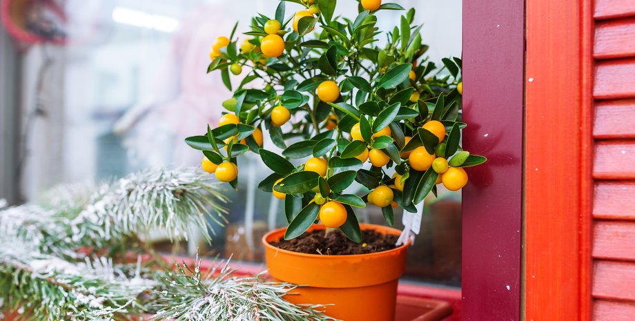 мандарины, мандариновое дерево фото