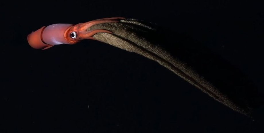 кальмар, черноглазый кальмар, черноглазый кальмар с яйцами