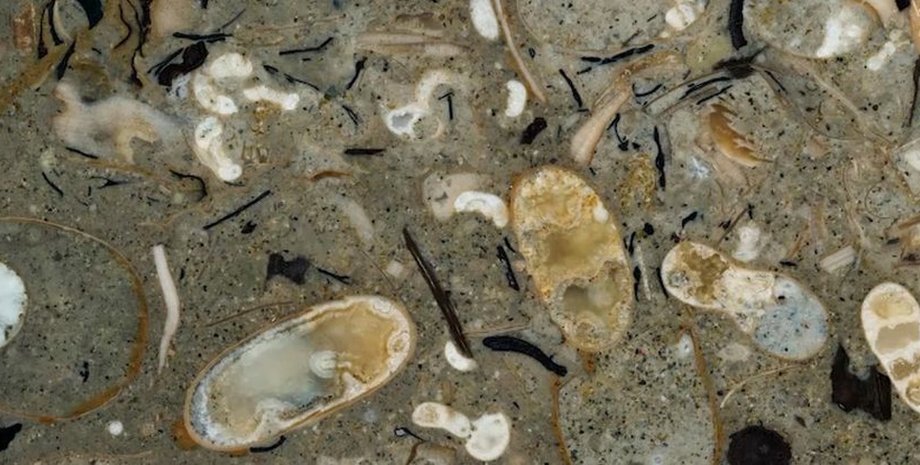 У стародавній породі виявили сотні скам'янілостей кальмарів