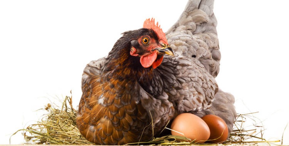 курица-наседка, курица сидит на яйцах, курица и яйца