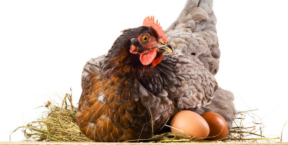 курица-наседка, курица сидит на яйцах, курица и яйца