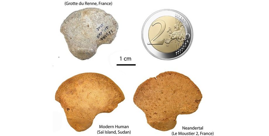 археологія, історія, археолог, рештки, неандерталець, Франція, сучасна людина, кістка, розвиток, скелет, печера, культура, дослідження