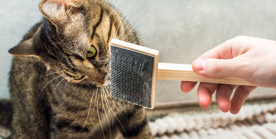 кошка, рука, фото