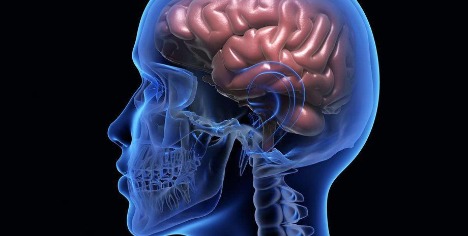 мозок, голова, вухо