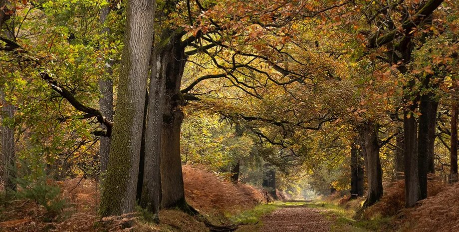 лес, деревья, урожай